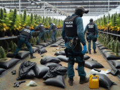Descubren y desmantelan dos plantaciones de marihuana activas en la provincia de Toledo
