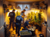 Descubren gran plantación de marihuana en una vivienda tras una operación policial en Talavera